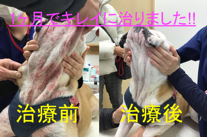 皮膚科の診療