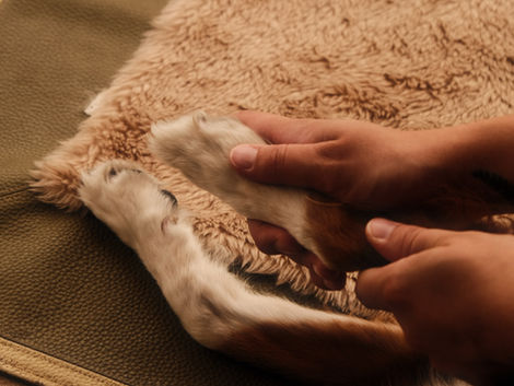 Gelenktherapie Hund