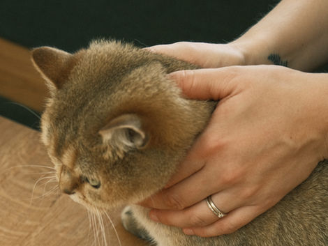 Bewegungsapparat Katze Behandlung