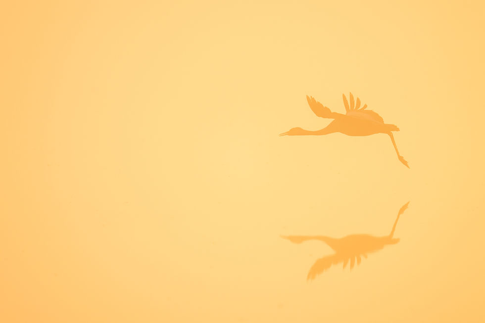 עגור אפור בתעופה בזריחה חלומית