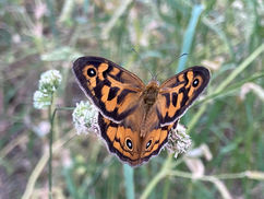 Peace, tribulation and victory