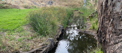 Lord, help me to be a gum tree