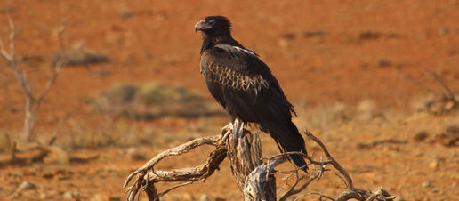 Surviving spiritual droughts