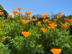 God still does great works