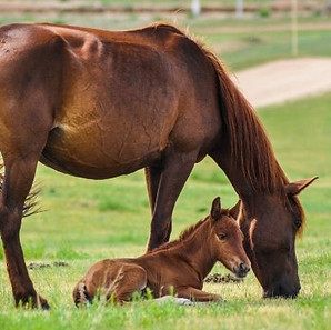 The Rivers Equine Vets Reproduction