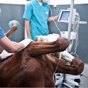 The Rivers Equine Vets referral