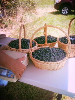 Fresh picked bluebberies!