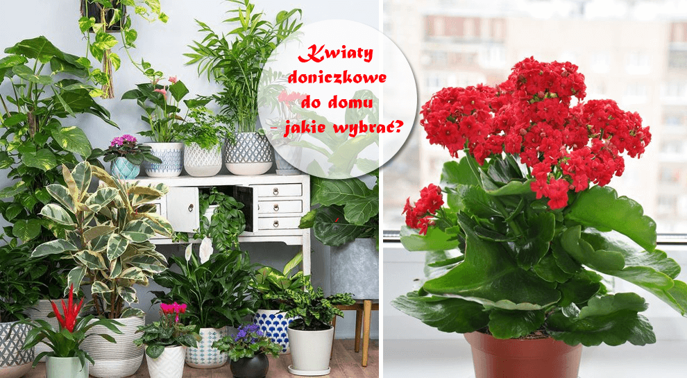 Kwiaty Doniczkowe Do Domu Jakie Warto Mieć A Których Unikać