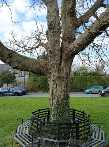 Tree Survey of Horse Chestnut Tree on Somerset Village Green