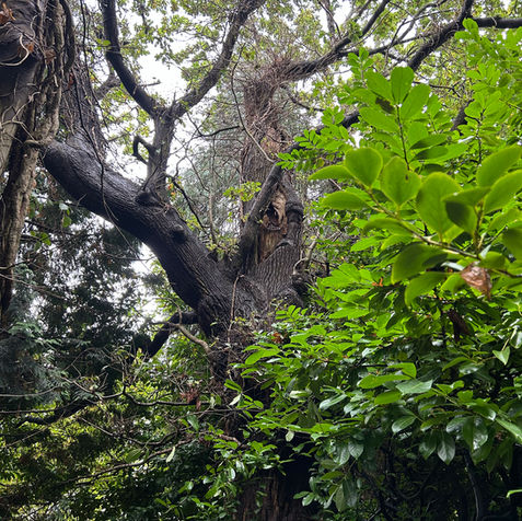 Tree Survey of Mature Oak with TPO in Bristol