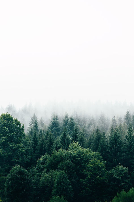 Forest trees