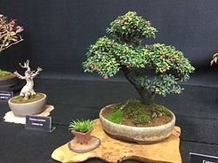 London RHS Show 2017.jpeg