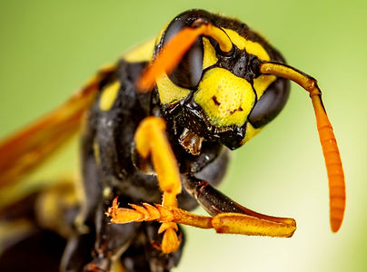 wasp pest control.jpg