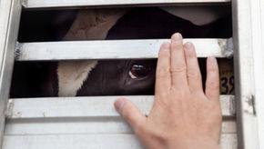 The Deafening of Conscience