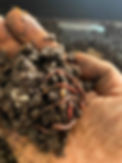 image21.jpeg