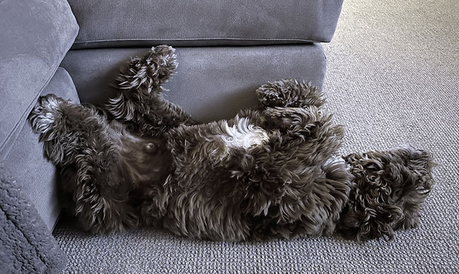 dood repose_edited.jpg