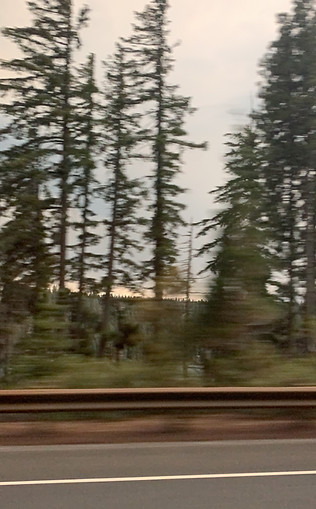 Oregon Forest