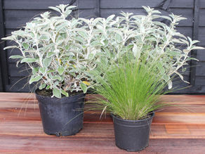 How to Avoid Common Planting Mistakes in Metal Planters