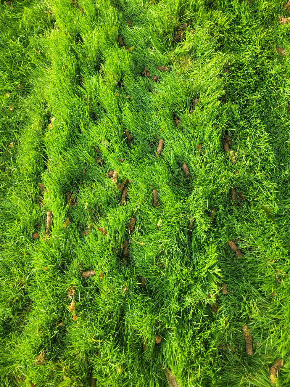 Lawn Aeration