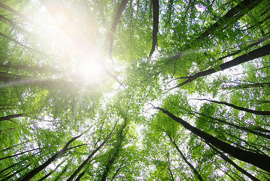 Forest Trees_edited.jpg