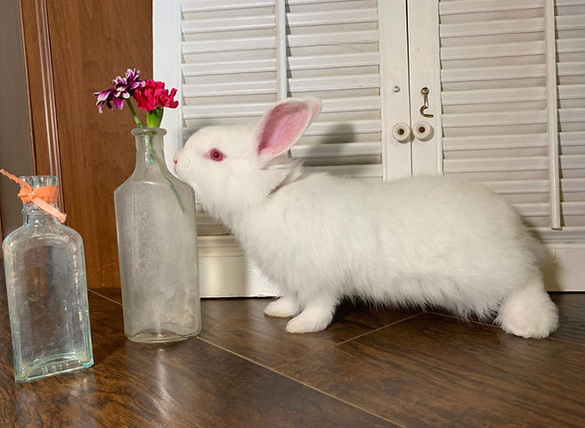 Home | North Texas Angora Rabbits