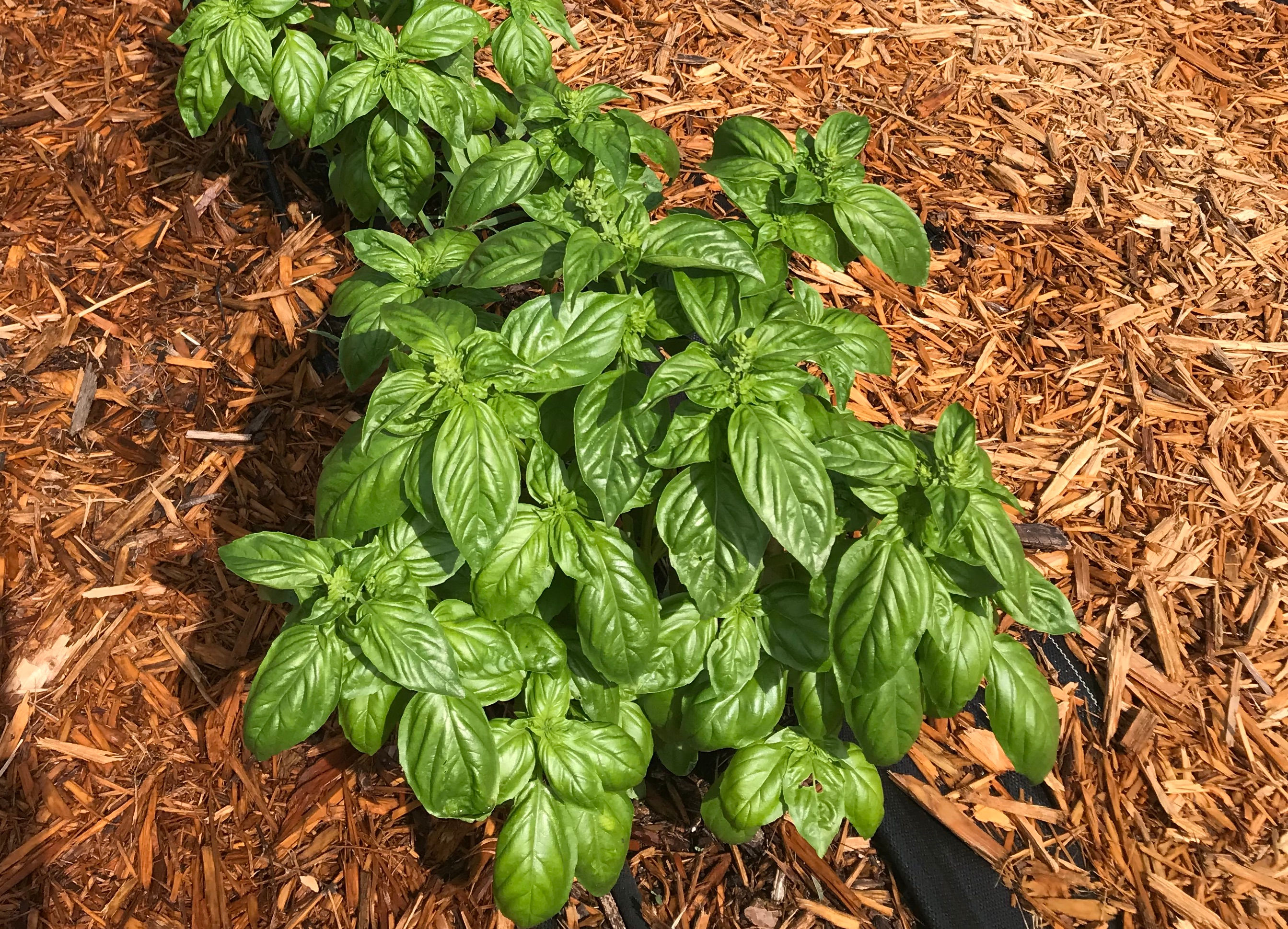 Fresh Basil Bunch