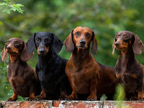 Do You Know a House is Not a Home Without Dachshunds