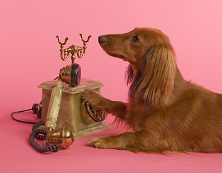 Dachshund calling his dad to come home and feed him