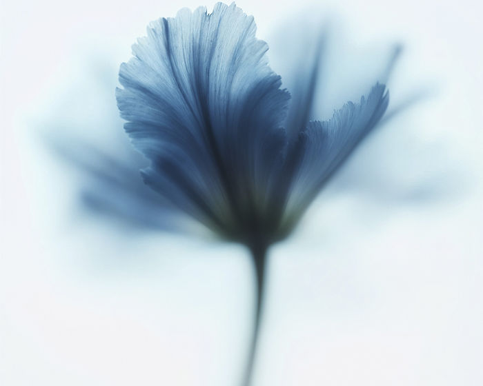 flor-eterea-en-el-estudio pequeña azul.jpg