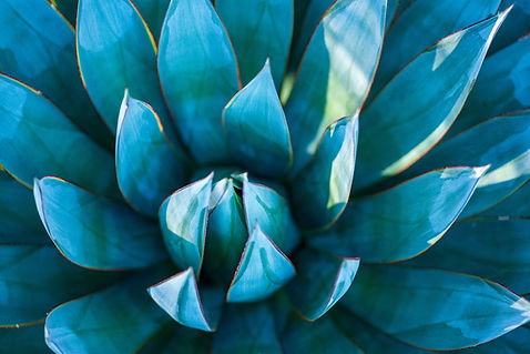 AdobeStock_423454090 copy.jpeg