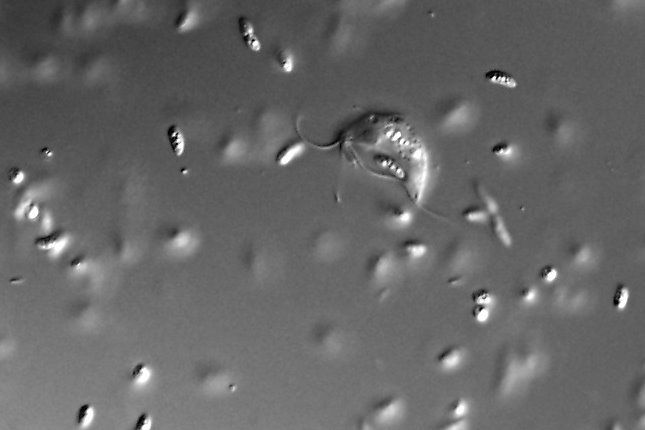 Paratrimastix pyriformis in culture together with bacteria