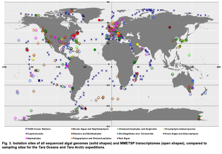 Where do algal genomes come from? (Richard Dorrell)