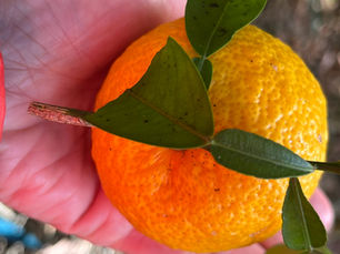 “旬”を意識した暮らし方