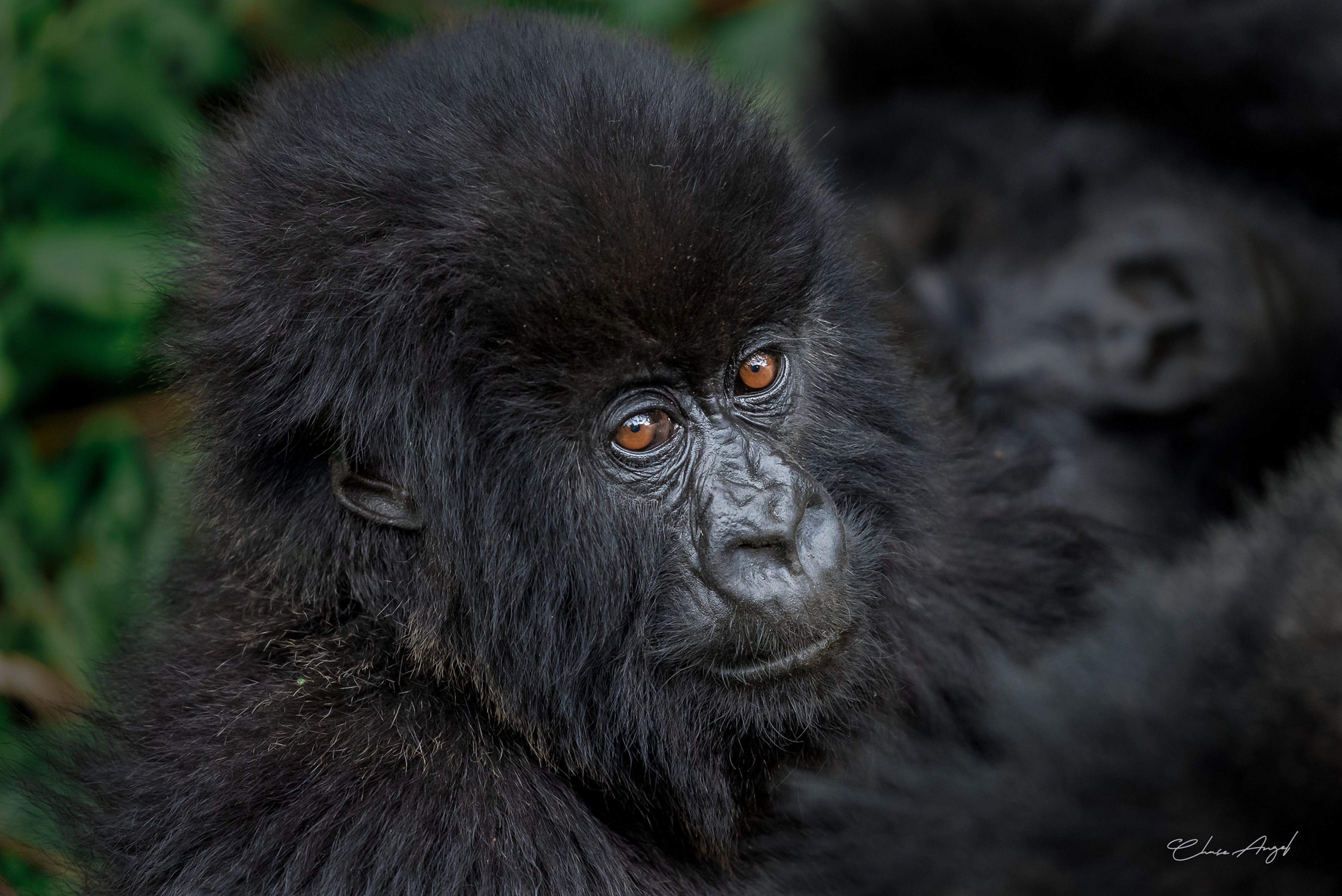 Curious Gaze - Rwanda Collection