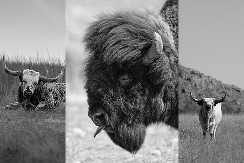 Spirit of the West Deal Banner.jpg