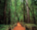 armstrong-woods-sonoma.jpg