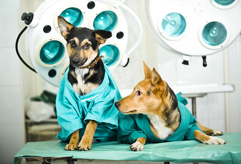 Dog in veterinary clinic