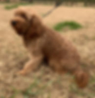 Reba.jpeg
