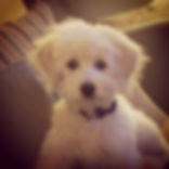 English Cream Doodle Puppies