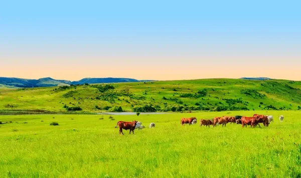cows.webp