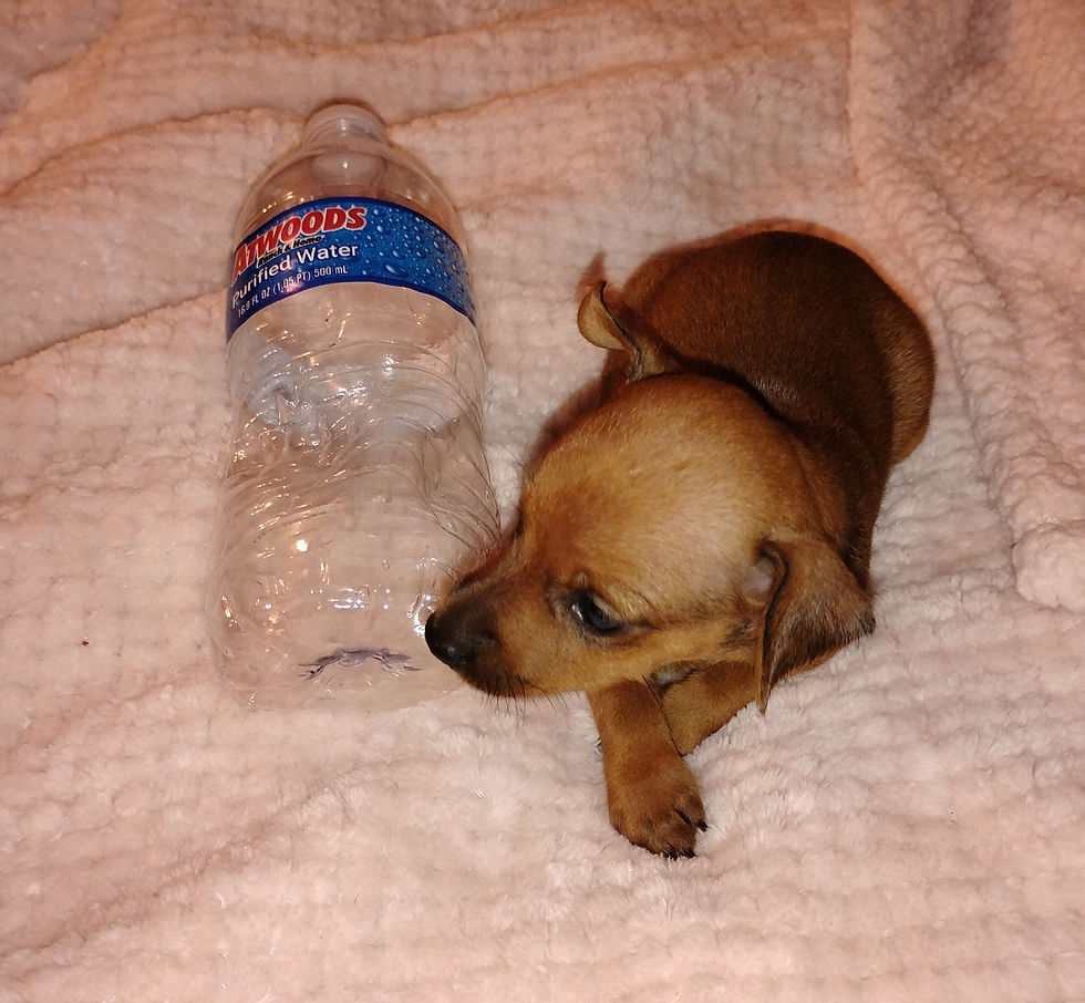Red Stag Male Min Pin Pup
