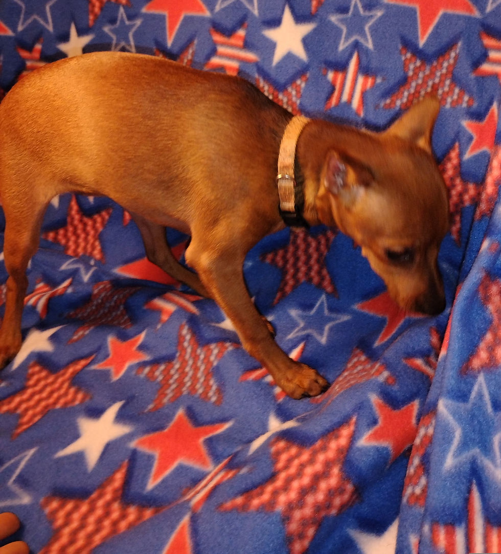 Red Stag Female Min Pin Pup