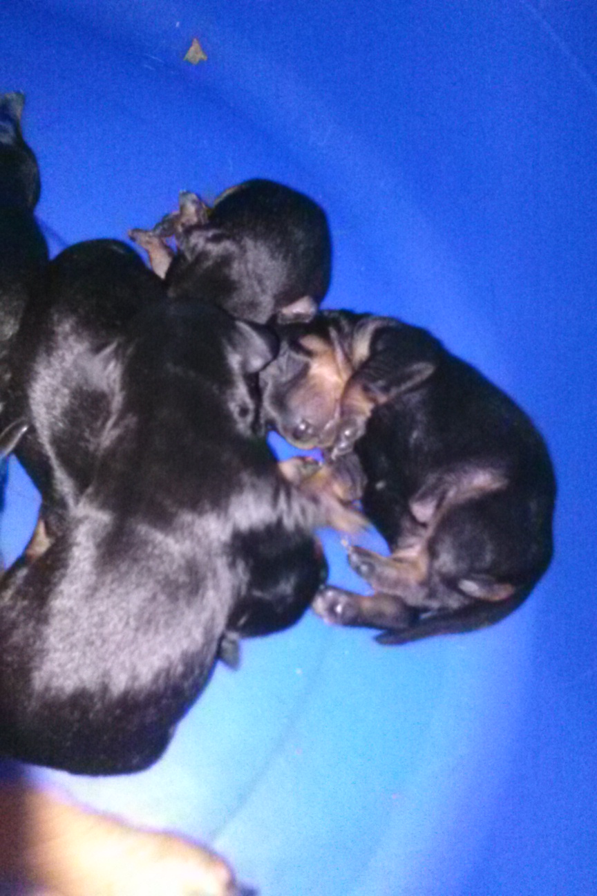 Min Pin Puppies for Sale Sulphur Springs TX
