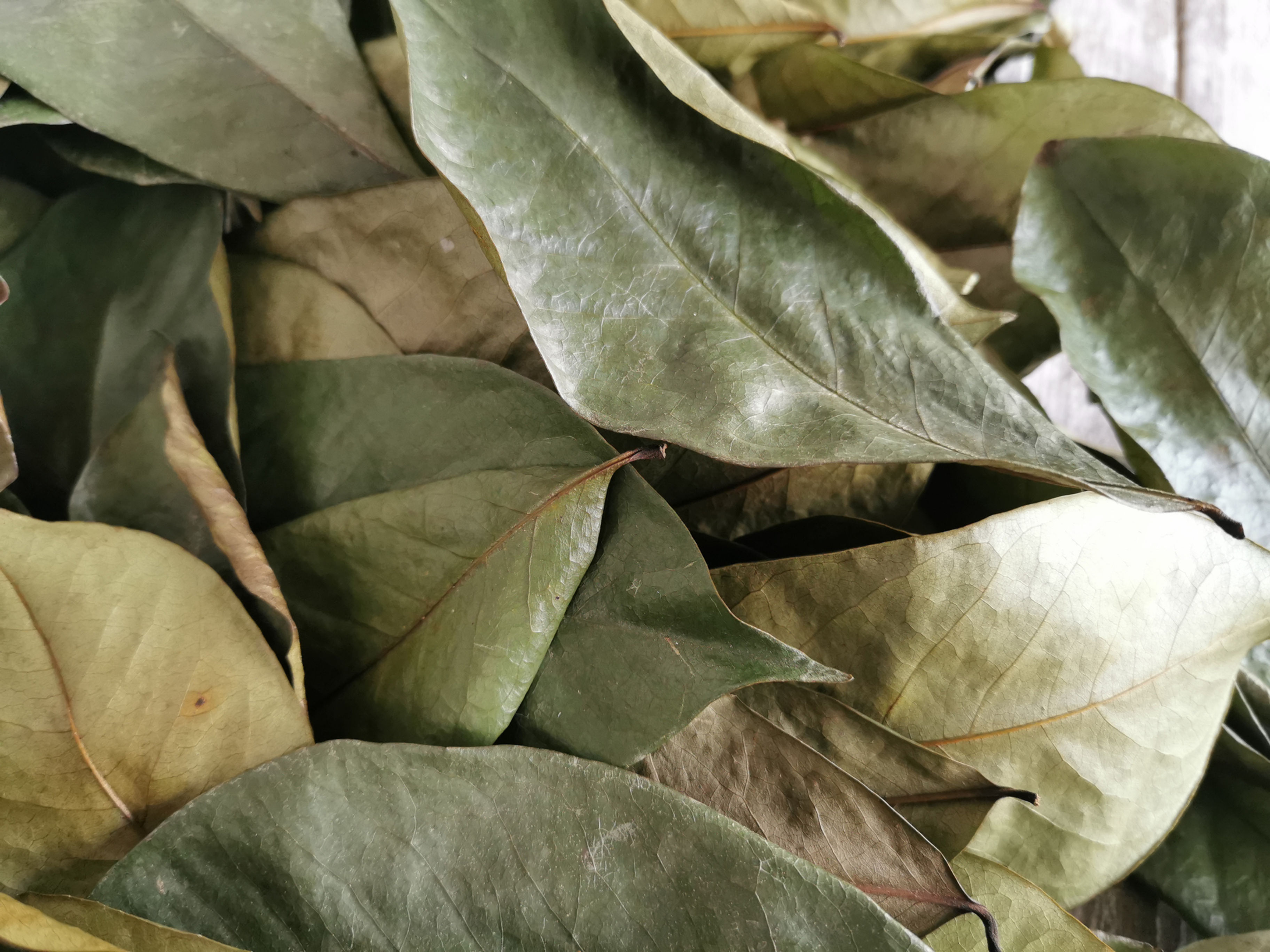 Dried soursop leaves