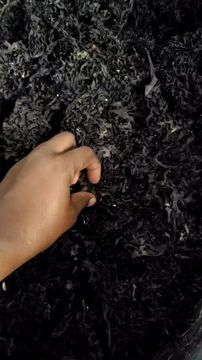 縮圖：5磅野生愛爾蘭苔蘚（Chondrus Crispus）