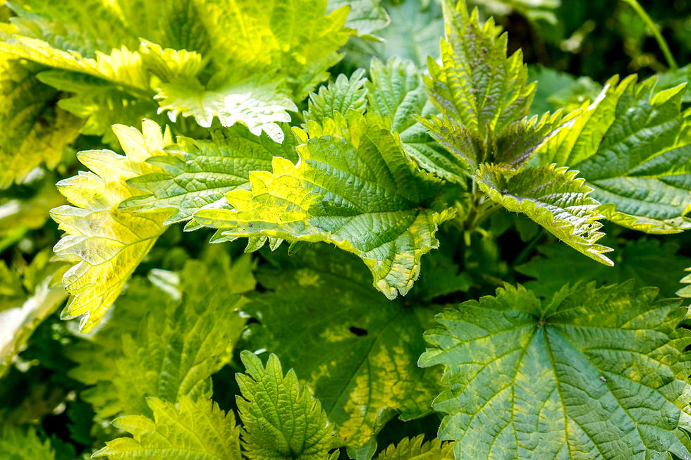 Detailed picture of the fresh and green stinging nettle.