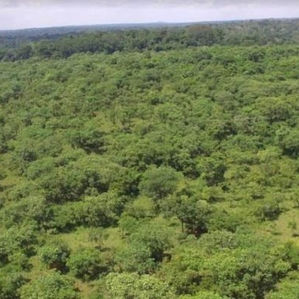 URGENT: Save the The Bugoma Forest