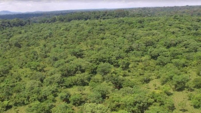 URGENT: Save the The Bugoma Forest