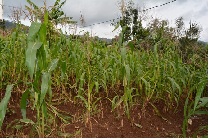 Climate Change and the Struggles of Smallholder Farms