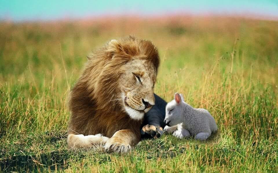 Lion and the Lamb
